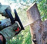 Best Tree Maintenance Programs  in Far Hills, NJ