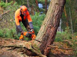 Best Tree Cabling and Bracing  in Far Hills, NJ