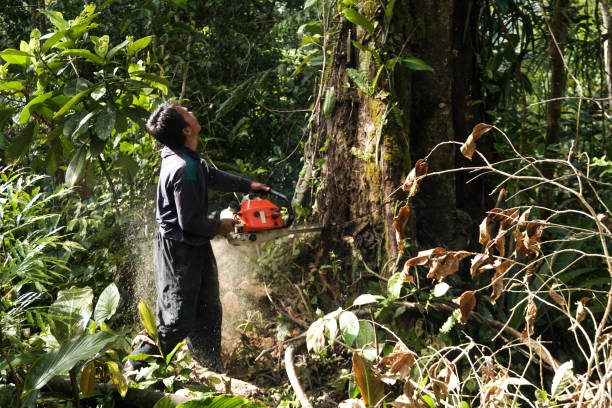 Best Commercial Tree Services  in Far Hills, NJ