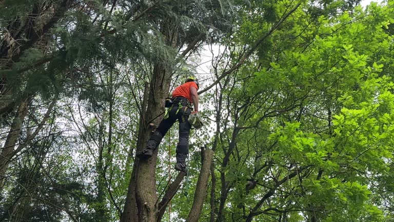 Tree and Shrub Care in Far Hills, NJ