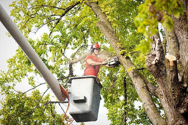 Best Leaf Removal  in Far Hills, NJ
